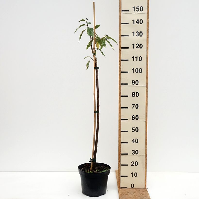 Common Chestnut - Castanea sativa Albomarginata 7.5L/10L pot sample as delivered in autumn