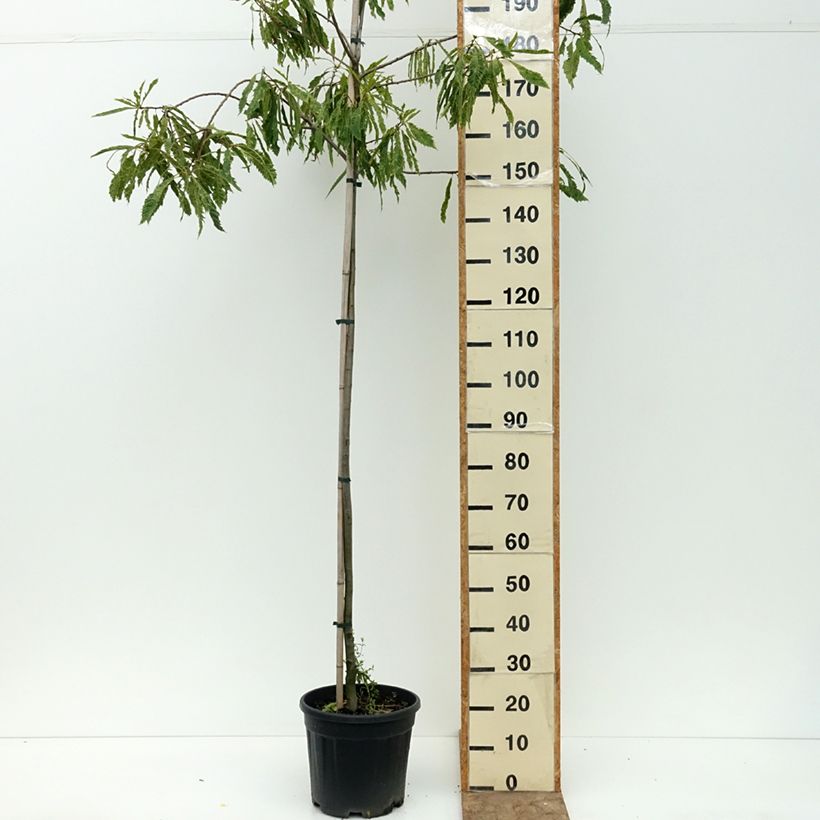 Common Chestnut - Castanea sativa Aspleniifolia 7.5L/10L pot, Standard sample as delivered in summer