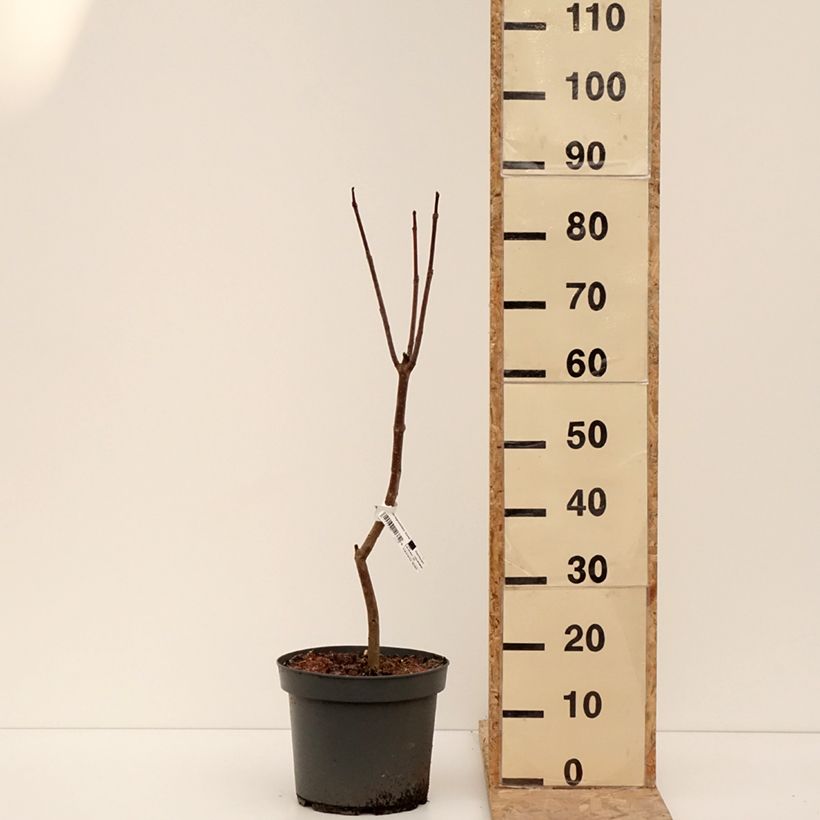 Catalpa bignonioides Aurea 4L/5L pot sample as delivered in winter