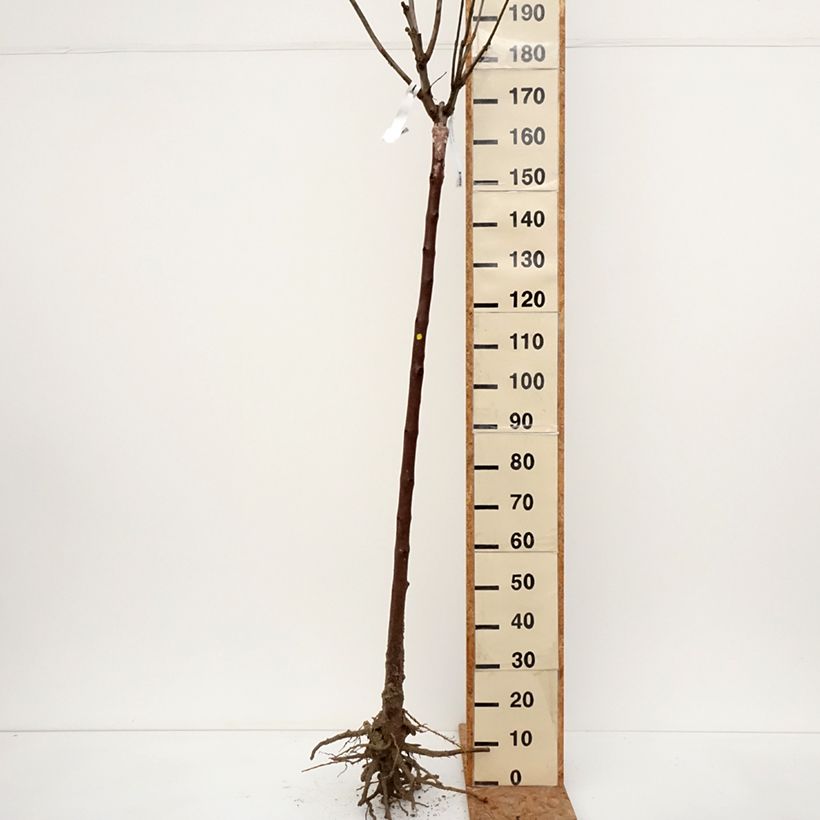 Catalpa bignonioides Aurea Bare root sample as delivered in winter