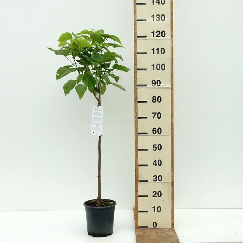 Catalpa bignonioides Nana 3L/4L pot, Standard sample as delivered in summer