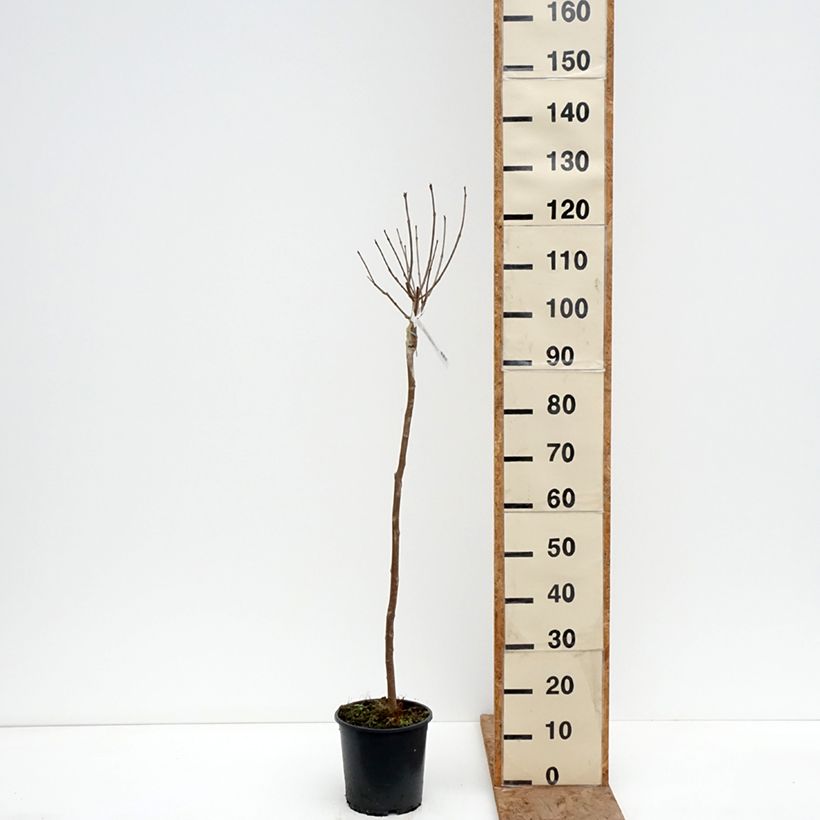 Catalpa bignonioides Nana 3L/4L pot, Standard sample as delivered in winter