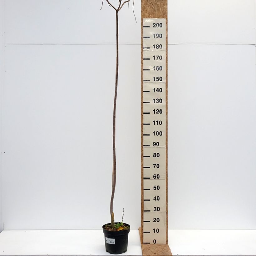 Catalpa ovata Slender Silhouette - Chinese catalpa 7.5L/10L pot sample as delivered in autumn