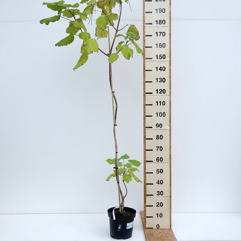 Catalpa ovata Slender Silhouette - Chinese catalpa 7.5L/10L pot sample as delivered in summer