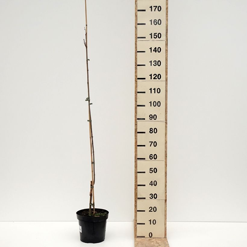 Catalpa speciosa pulverulenta 7.5L/10L pot sample as delivered in winter