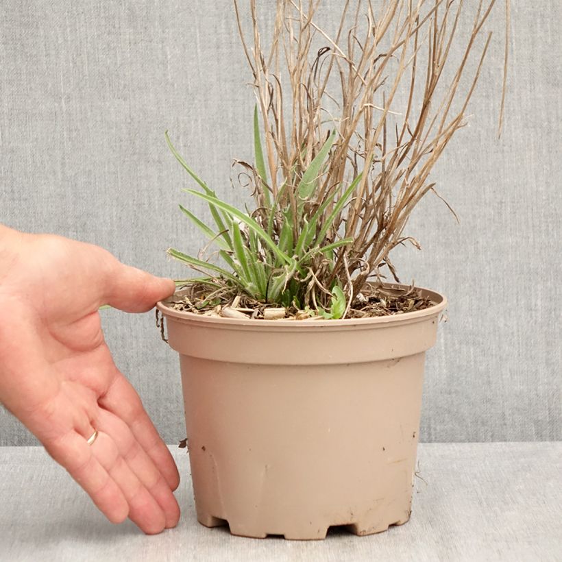 Catananche caerulea 2L/3L pot sample as delivered in summer