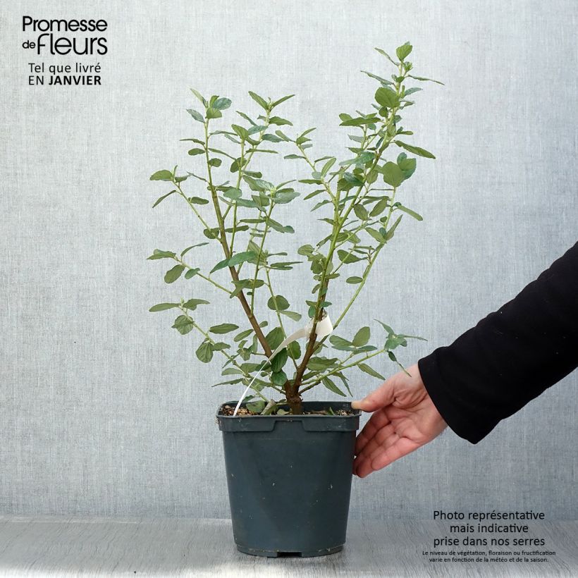 Ceanothus Trewithen Blue - California Lilac 4L/5L pot sample as delivered in winter