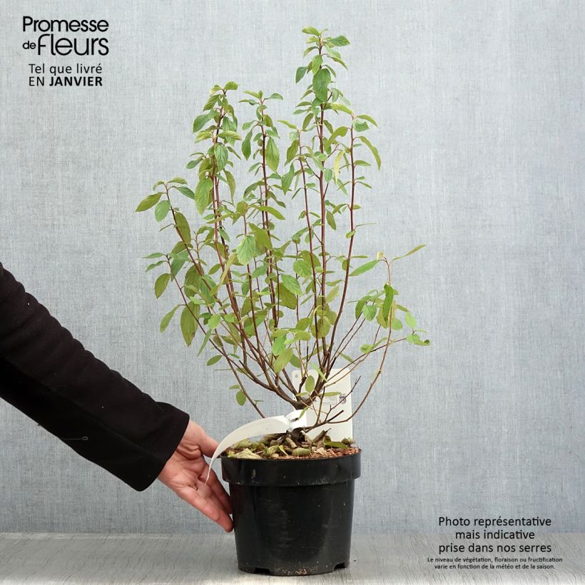 Ceanothus delilianus Henri Desfossé 2L/3L pot sample as delivered in winter