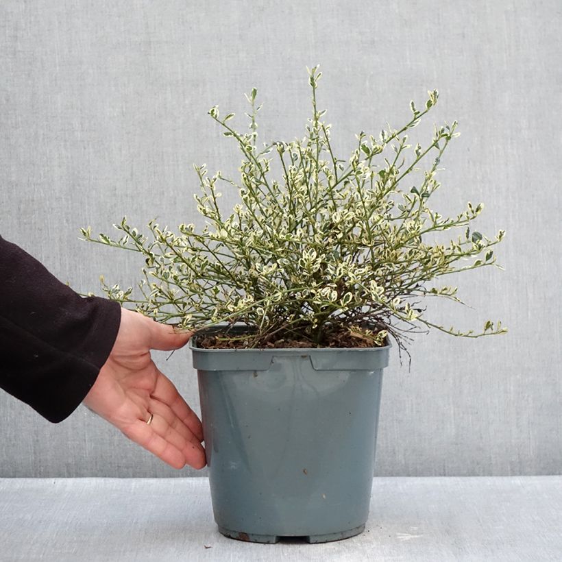 Ceanothus impressus Cool Blue 4L/5L pot sample as delivered in winter