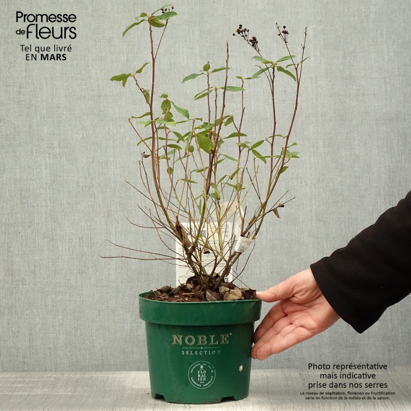 Ceanothus pallidus Marie Blue 3L/4L pot sample as delivered in spring