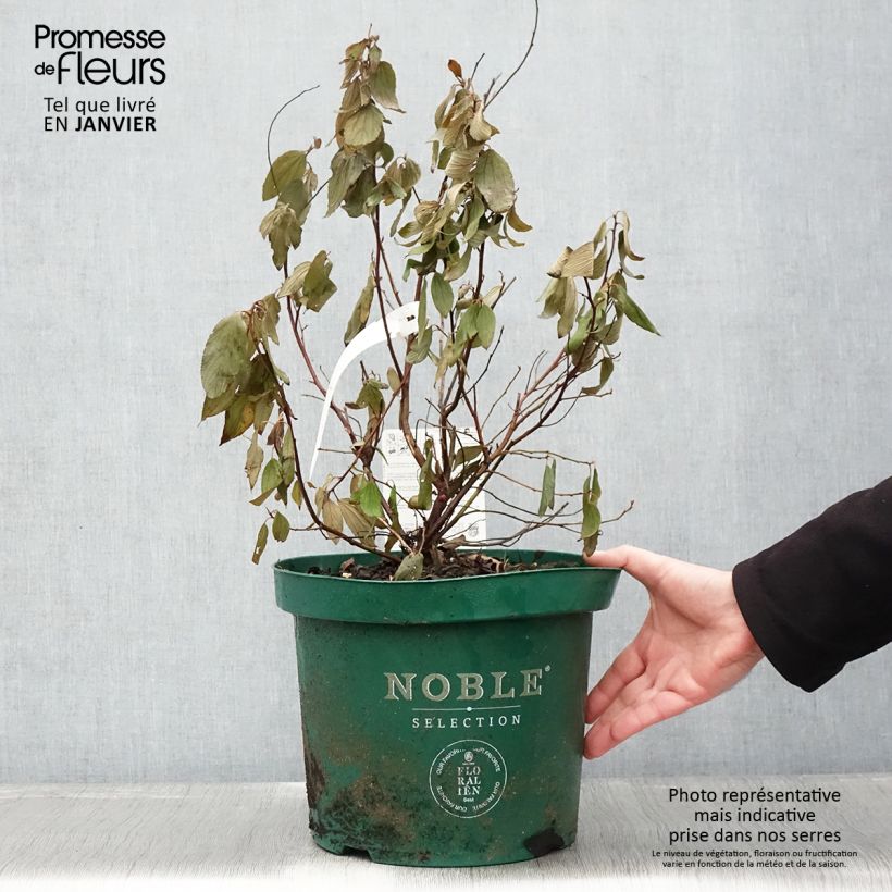 Ceanothus pallidus Marie Blue 7.5L/10L pot sample as delivered in winter