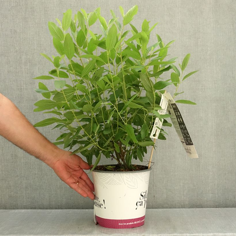 Ceanothus pallidus Marie Blue 3L/4L pot sample as delivered in summer