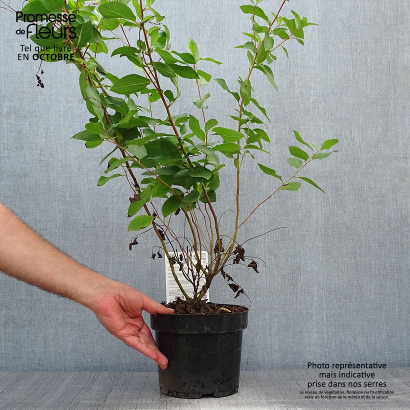 Ceanothus pallidus Marie-rose 3L/4L pot sample as delivered in autumn