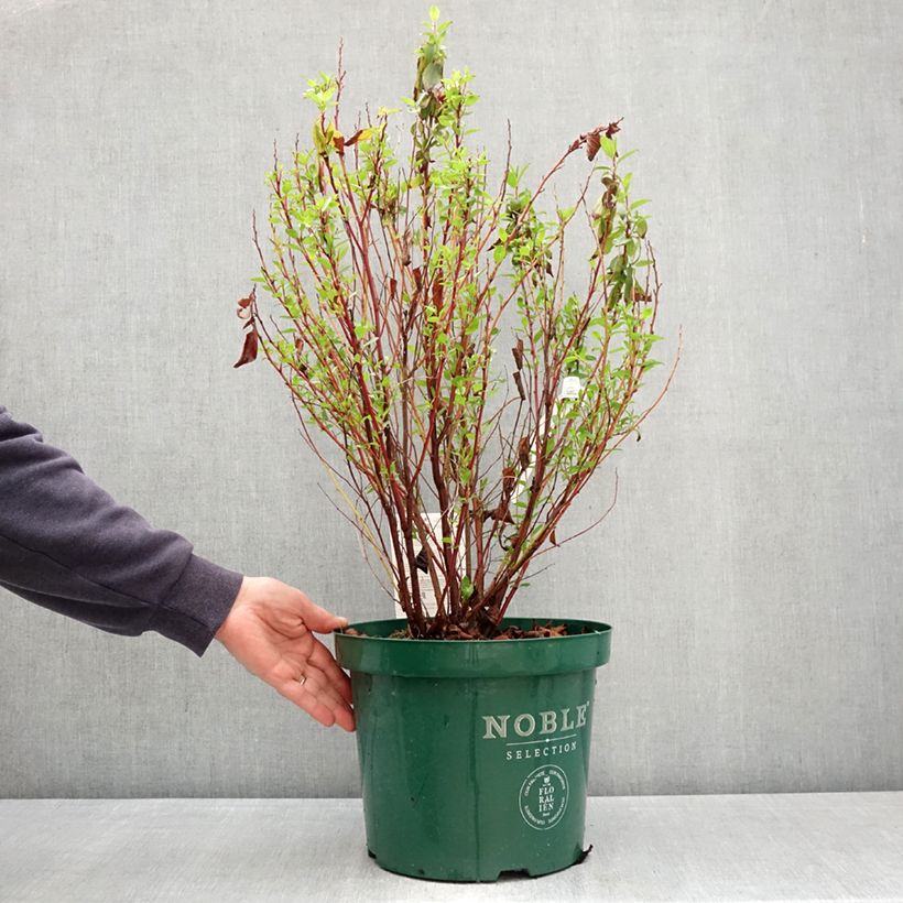 Ceanothus pallidus Marie-rose 7.5L/10L pot sample as delivered in spring