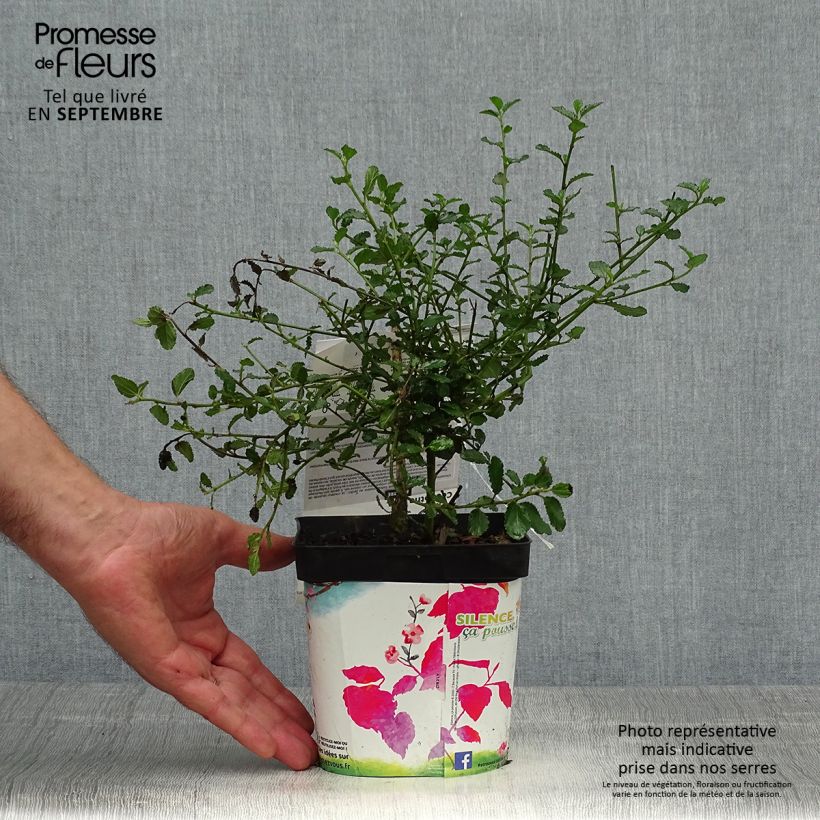 Ceanothus prostratus 2L/3L pot sample as delivered in autumn