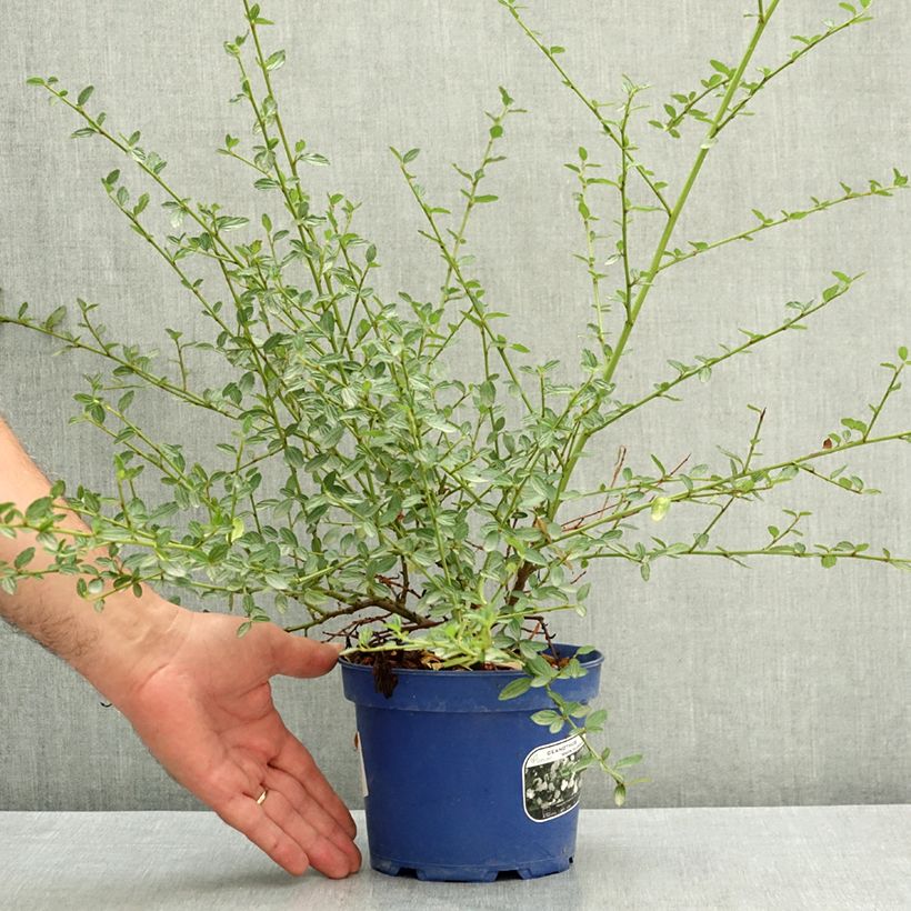 Ceanothus x thyrsiflorus Snow Flurries 2L/3L pot sample as delivered in summer
