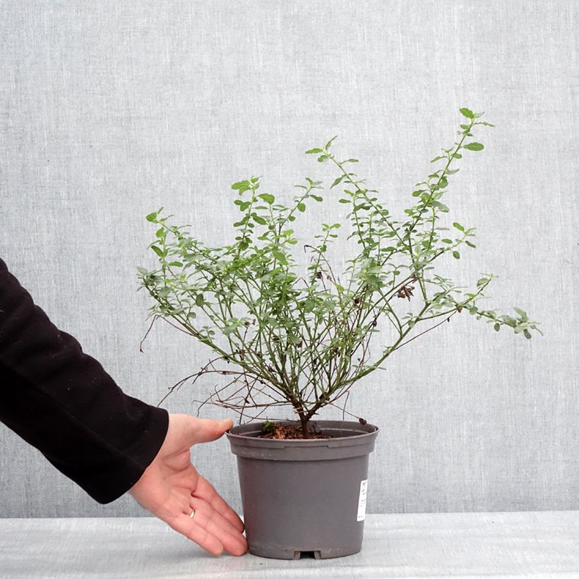 Ceanothus x thyrsiflorus Snow Flurries 2L/3L pot sample as delivered in winter