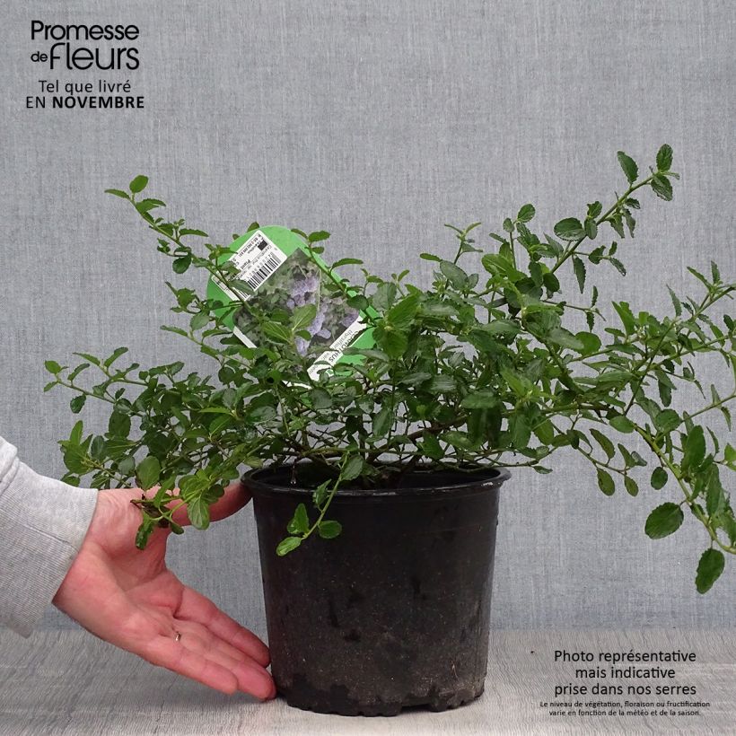 Ceanothus thyrsiflorus repens - Californian Lilac 2L/3L pot sample as delivered in autumn