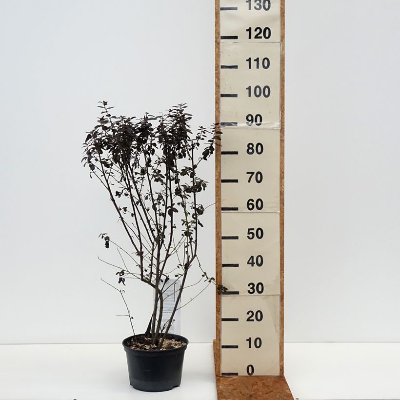 Ceanothus Tuxedo 4L/5L pot sample as delivered in winter