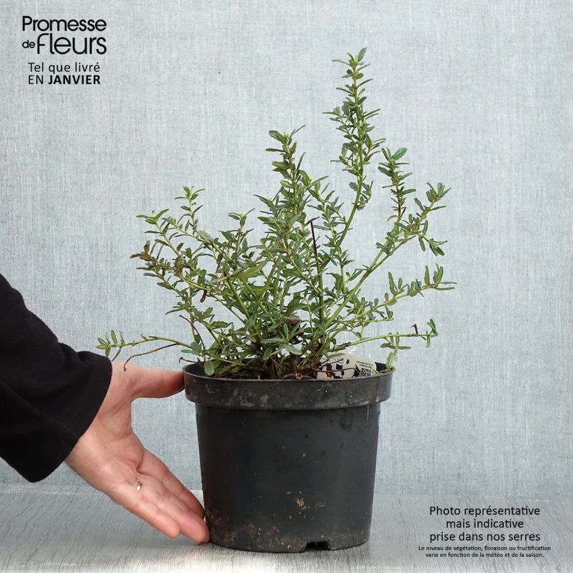 Ceanothus Blue Diamond 2L/3L pot sample as delivered in winter