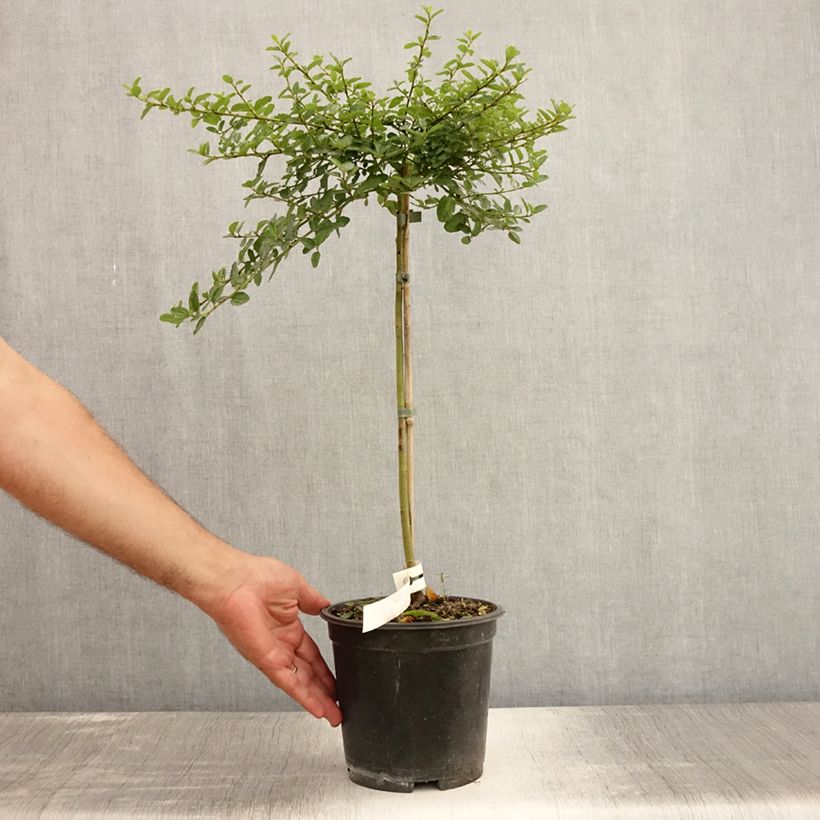 Ceanothus Blue Mound 3L/4L pot, Standard sample as delivered in summer