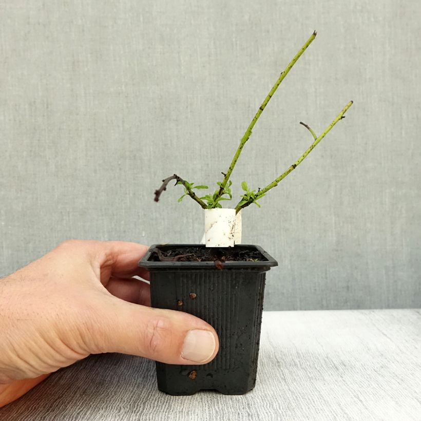 Ceanothus thyrsiflorus repens - Californian Lilac 8/9 cm pot sample as delivered in autumn