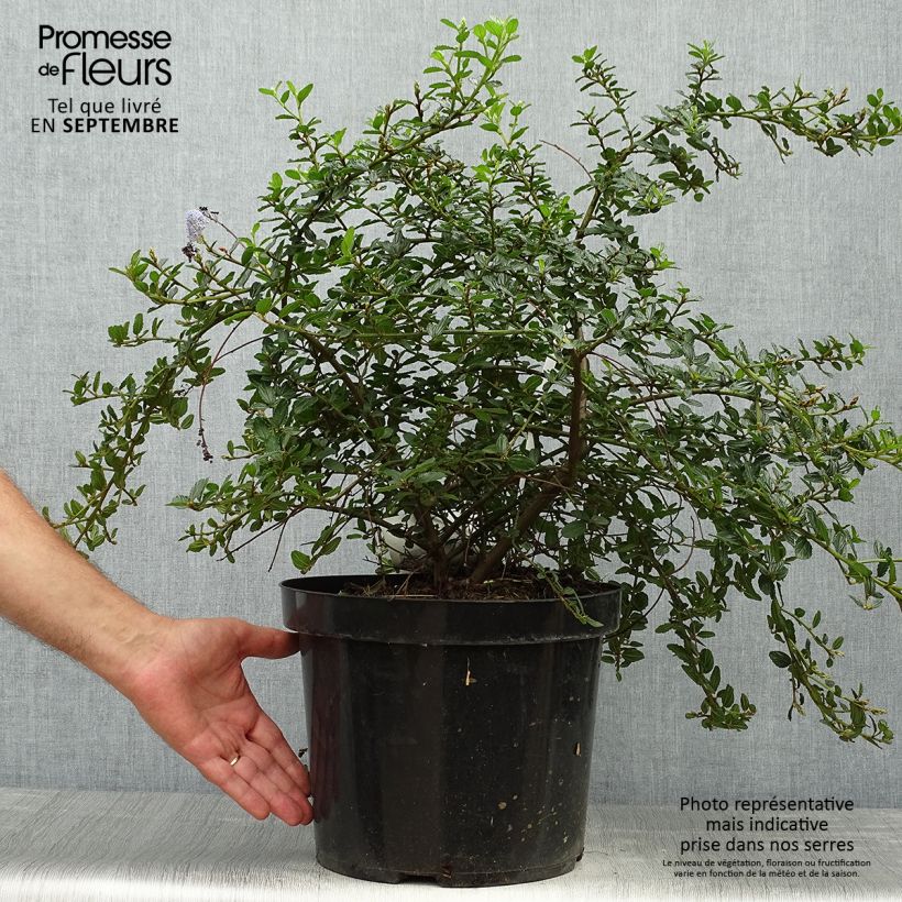 Ceanothus thyrsiflorus repens - Californian Lilac 7.5L/10L pot sample as delivered in autumn