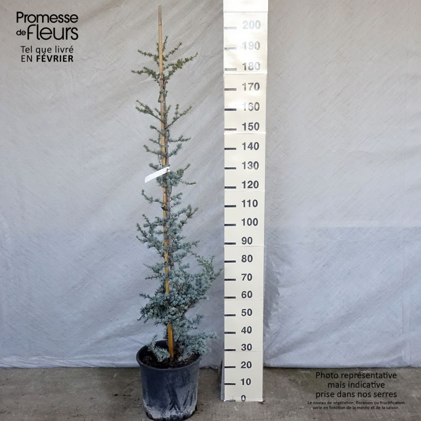 Cedrus libani subsp. atlantica Glauca - Blue Atlas Cedar 7.5L/10L pot sample as delivered in winter