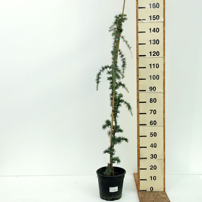 Cèdre de l'Atlas pleureur - Cedrus libani Atlantica Pendula Pot de 7,5L/10L sample as delivered in summer