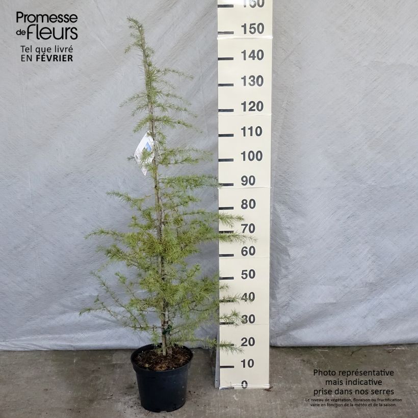 Cedrus deodara - Himalayan Cedar 7.5L/10L pot sample as delivered in winter