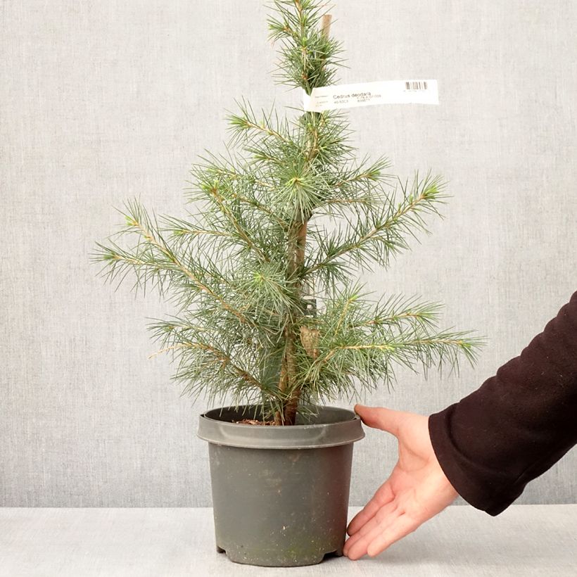Cedrus deodara - Himalayan Cedar 3L/4L pot sample as delivered in spring