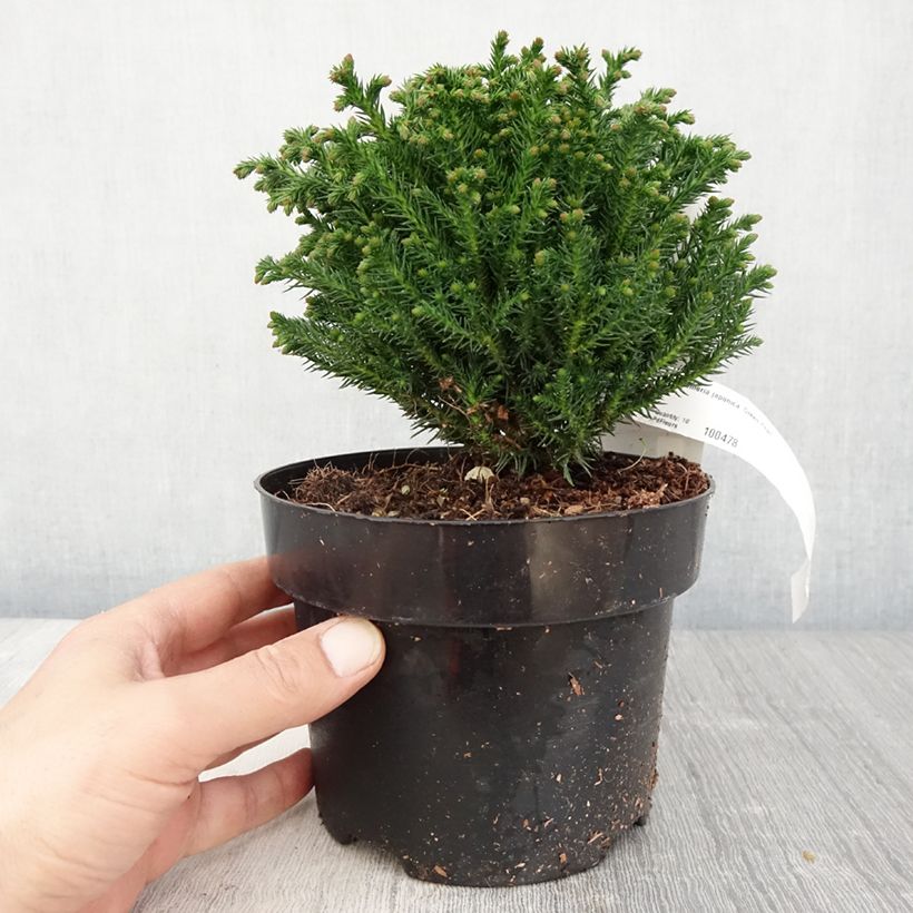 Cryptomeria japonica Green Pearl 2L/3L pot sample as delivered in spring
