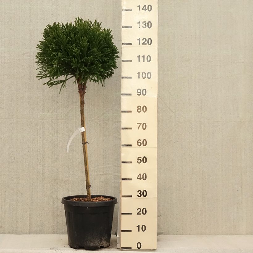 Cryptomeria japonica Globosa Nana 7.5L/10L pot, Standard sample as delivered in spring