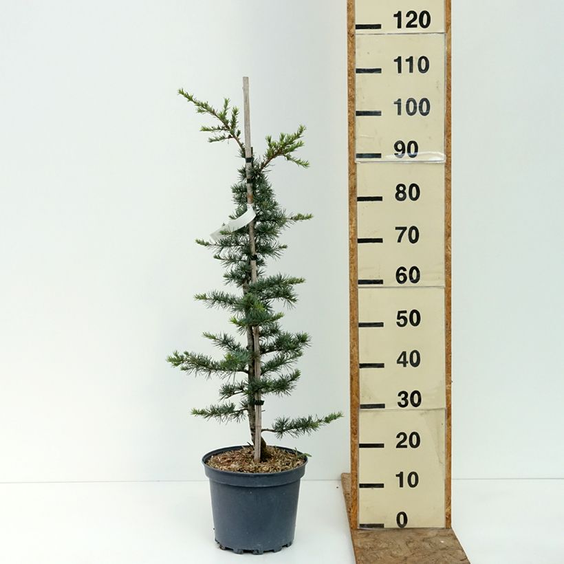 Cedrus libani - Lebanese Cedar 7.5L/10L pot, Bush sample as delivered in summer