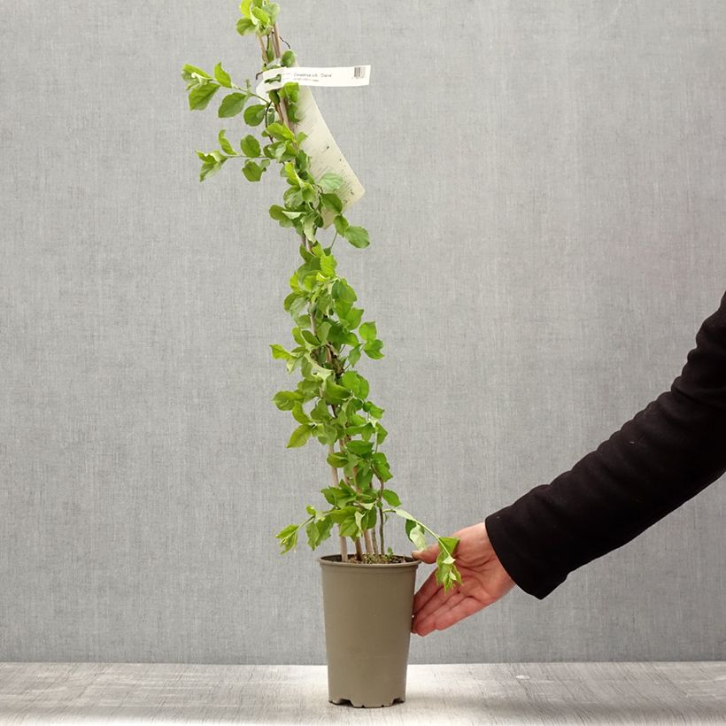 Celastrus orbiculatus Diana 2L/3L pot sample as delivered in spring