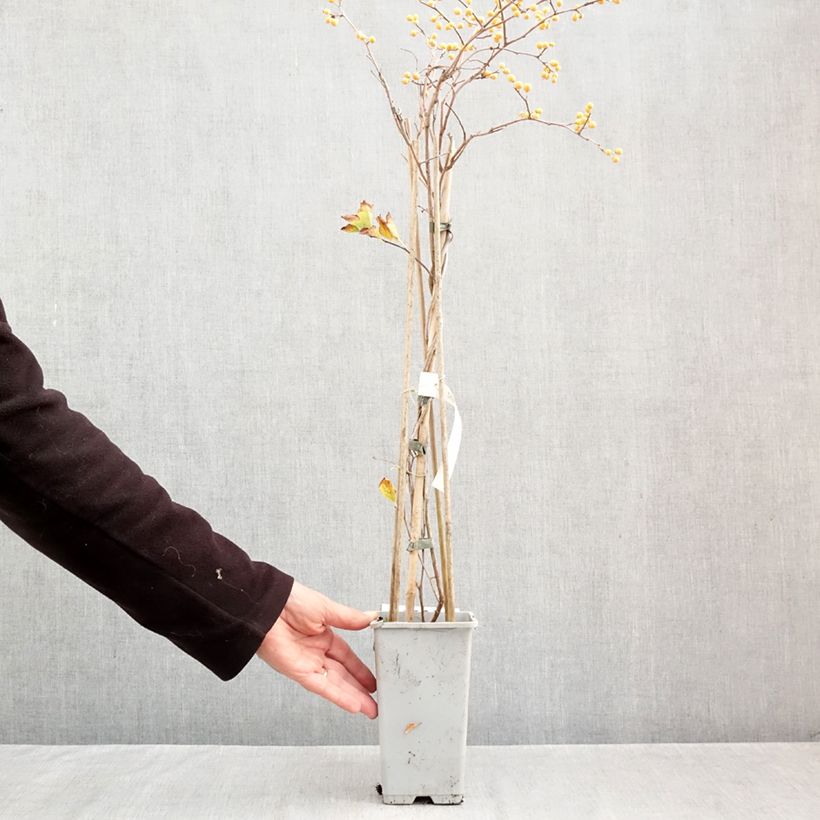 Celastrus orbiculatus Diana 2L/3L pot sample as delivered in autumn