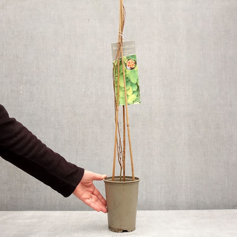 Celastrus orbiculatus Hercules 2L/3L pot sample as delivered in winter