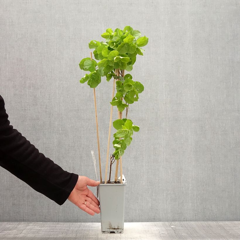 Celastrus orbiculatus Hercules 2L/3L pot sample as delivered in spring