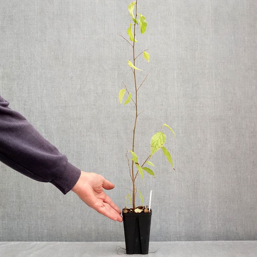 Celtis australis 8/9 cm pot sample as delivered in autumn