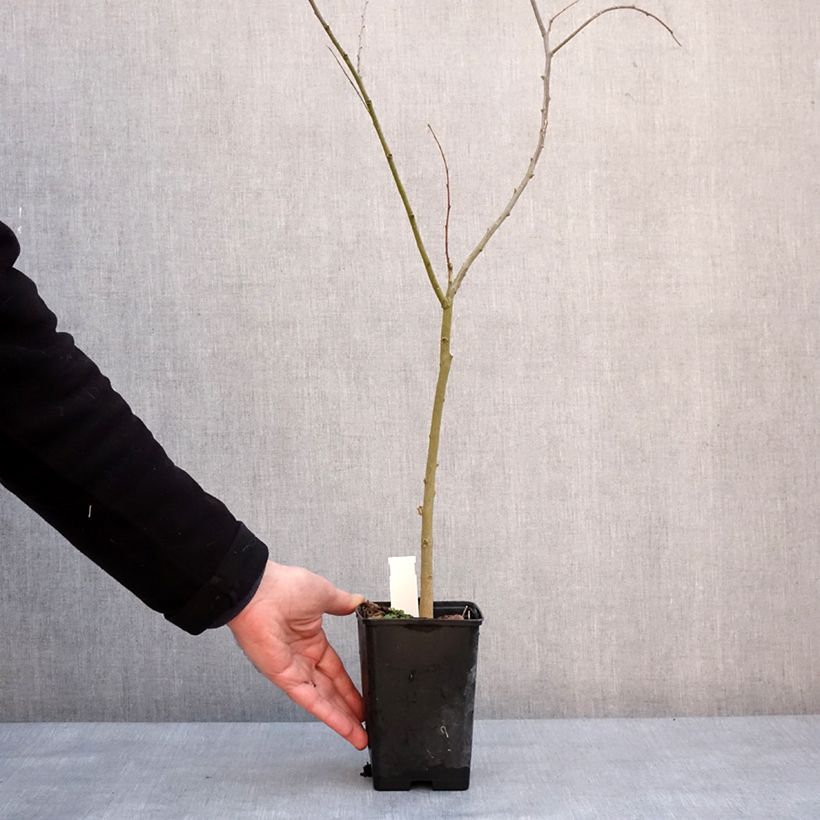 Celtis australis 8/9 cm pot sample as delivered in winter