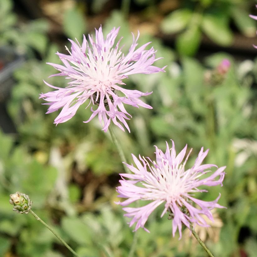Centaurea bella (Flowering)