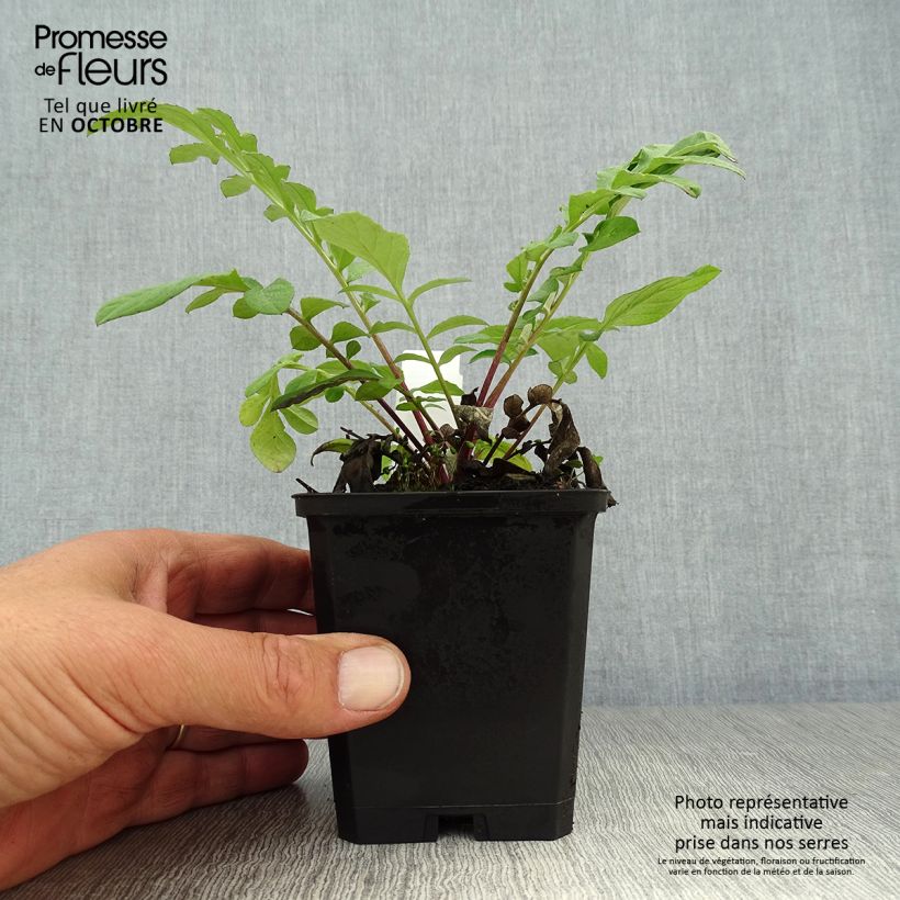 Centaurea dealbata 8/9 cm pot sample as delivered in autumn