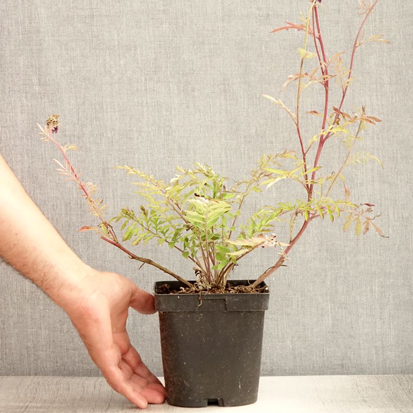 Centaurea dealbata 2L/3L pot sample as delivered in summer