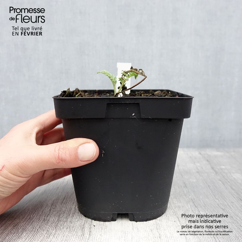 Centaurea dealbata Stenbeergii 2L/3L pot sample as delivered in winter