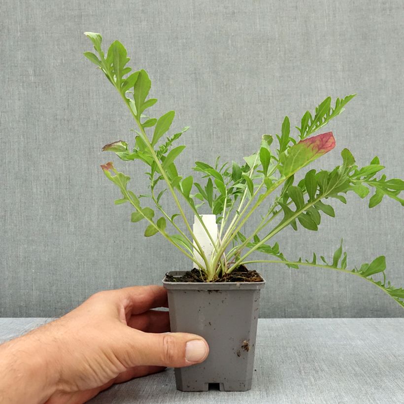 Centaurea scabiosa - Greater knapweed 8/9 cm pot sample as delivered in summer