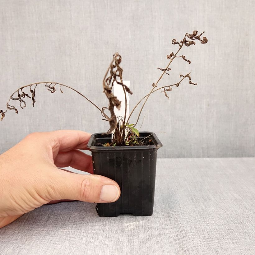 Centaurea ruthenica 8/9 cm pot sample as delivered in autumn