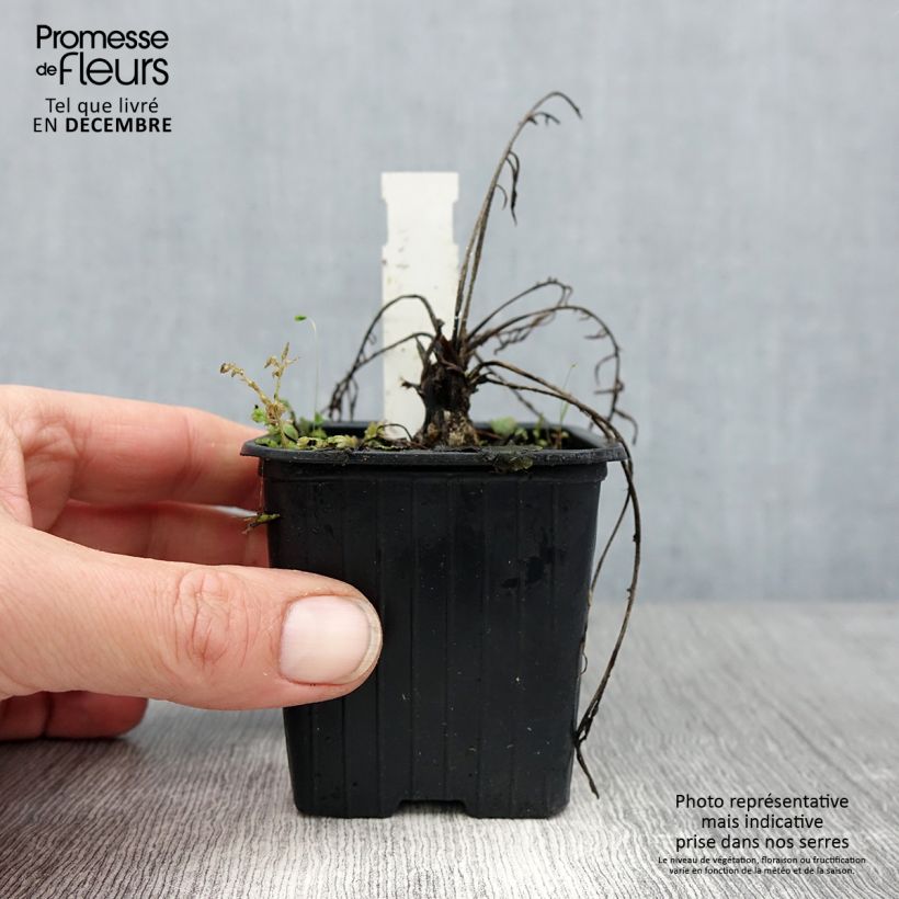 Centaurea ruthenica 8/9 cm pot sample as delivered in winter