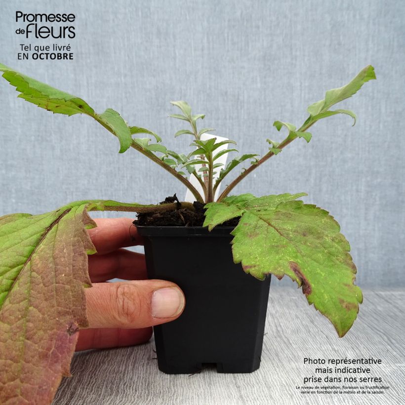 Cephalaria gigantea 8/9 cm pot sample as delivered in autumn