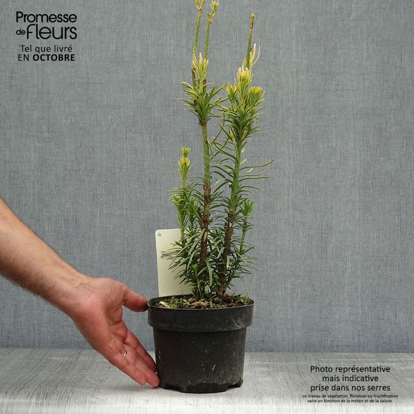Cephalotaxus harringtonia Korean Gold 2L/3L pot sample as delivered in autumn