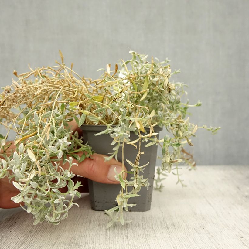 Cerastium tomentosum var. columnae 8/9 cm pot sample as delivered in autumn